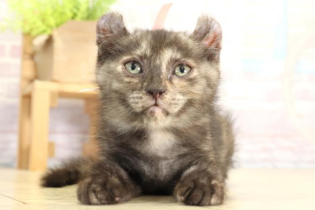 静岡県のアメリカンカール (Coo&RIKU静岡SBS通り店/2025年7月24日生まれ/女の子/トーティー)の子猫
