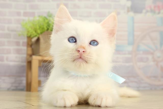 三重県のラグドール (Coo&RIKU四日市店/2025年7月27日生まれ/男の子/クリームポイント)の子猫の1枚目の画像