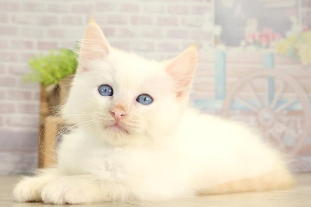 三重県のラグドール (Coo&RIKU四日市店/2025年7月27日生まれ/男の子/クリームポイント)の子猫の3枚目の画像