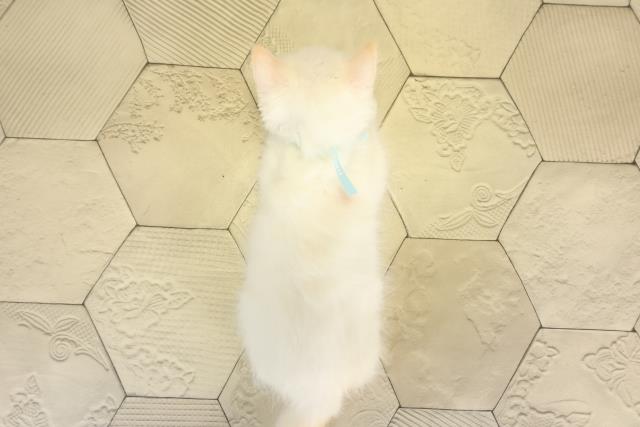 三重県のラグドール (Coo&RIKU四日市店/2025年7月27日生まれ/男の子/クリームポイント)の子猫の4枚目の画像