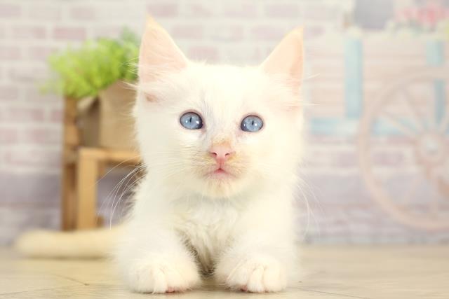 三重県のラグドール (Coo&RIKU津高茶屋店/2025年7月27日生まれ/男の子/クリームポイント)の子猫の1枚目の画像