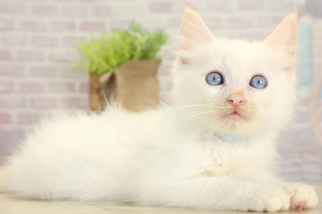 三重県のラグドール (Coo&RIKU津高茶屋店/2025年7月27日生まれ/男の子/クリームポイント)の子猫の2枚目の画像