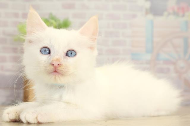 三重県のラグドール (Coo&RIKU津高茶屋店/2025年7月27日生まれ/男の子/クリームポイント)の子猫の3枚目の画像
