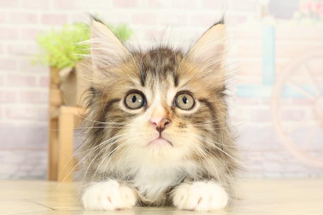 静岡県のメインクーン (Coo&RIKU浜松店/2025年7月27日生まれ/男の子/ブラウンタビーホワイト)の子猫の1枚目の画像