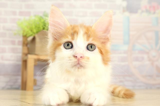 愛知県のメインクーン (Coo&RIKU春日井店/2025年7月27日生まれ/女の子/レッドホワイト)の子猫の1枚目の画像