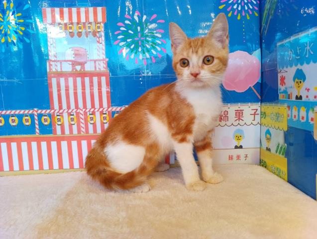 スコティッシュフォールド