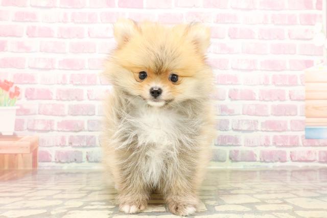 東京都のポメラニアン (Coo&RIKU吉祥寺店/2025年7月29日生まれ/男の子/オレンジ)の子犬の1枚目の画像