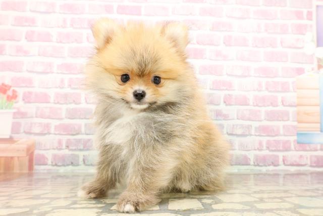 東京都のポメラニアン (Coo&RIKU吉祥寺店/2025年7月29日生まれ/男の子/オレンジ)の子犬の2枚目の画像
