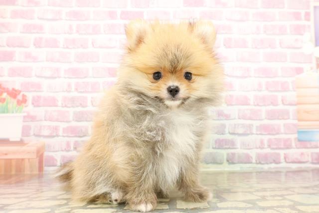 東京都のポメラニアン (Coo&RIKU吉祥寺店/2025年7月29日生まれ/男の子/オレンジ)の子犬の3枚目の画像
