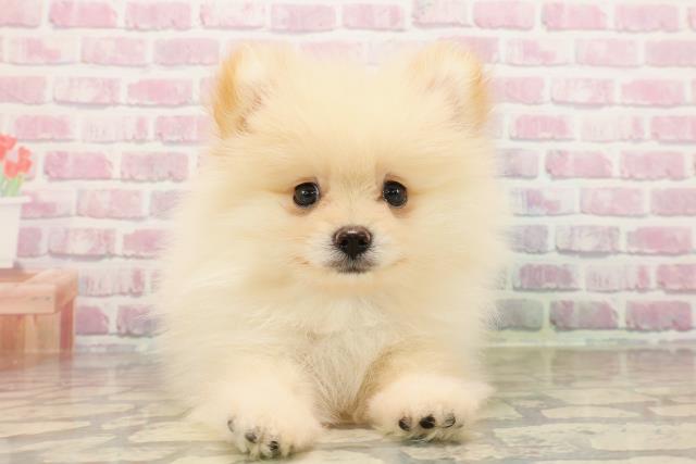 静岡県のポメラニアン (Coo&RIKU静岡SBS通り店/2025年7月29日生まれ/男の子/クリーム)の子犬の1枚目の画像