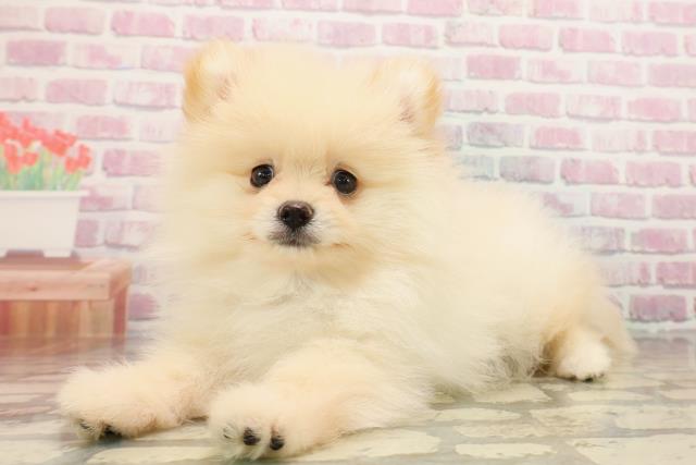 静岡県のポメラニアン (Coo&RIKU静岡SBS通り店/2025年7月29日生まれ/男の子/クリーム)の子犬の2枚目の画像
