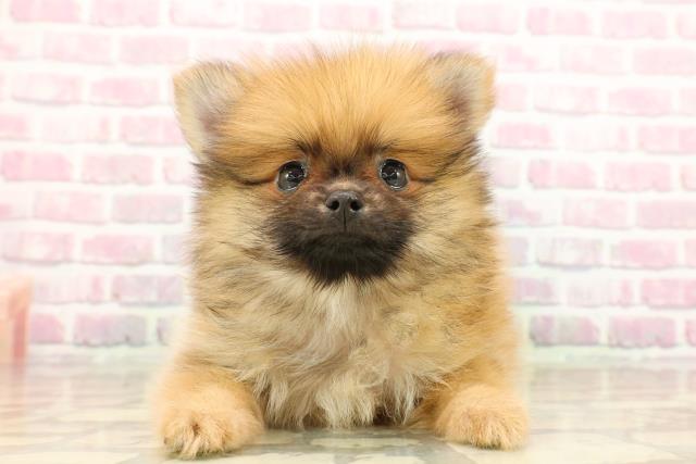 静岡県のポメラニアン (Coo&RIKU浜松店/2025年7月25日生まれ/男の子/オレンジ)の子犬の1枚目の画像