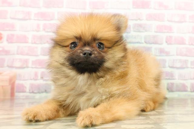 静岡県のポメラニアン (Coo&RIKU浜松店/2025年7月25日生まれ/男の子/オレンジ)の子犬の2枚目の画像