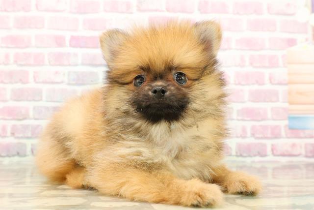 静岡県のポメラニアン (Coo&RIKU浜松店/2025年7月25日生まれ/男の子/オレンジ)の子犬の3枚目の画像