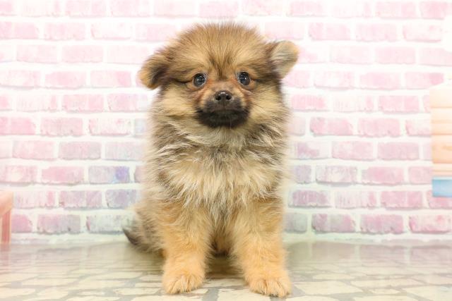 神奈川県のポメラニアン (Coo&RIKU藤沢店/2025年7月25日生まれ/男の子/オレンジセーブル)の子犬の1枚目の画像