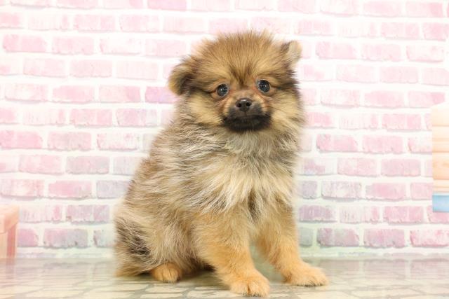 神奈川県のポメラニアン (Coo&RIKU藤沢店/2025年7月25日生まれ/男の子/オレンジセーブル)の子犬の3枚目の画像