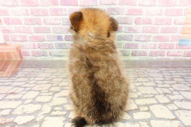 神奈川県のポメラニアン (Coo&RIKU藤沢店/2025年7月25日生まれ/男の子/オレンジセーブル)の子犬の4枚目の画像