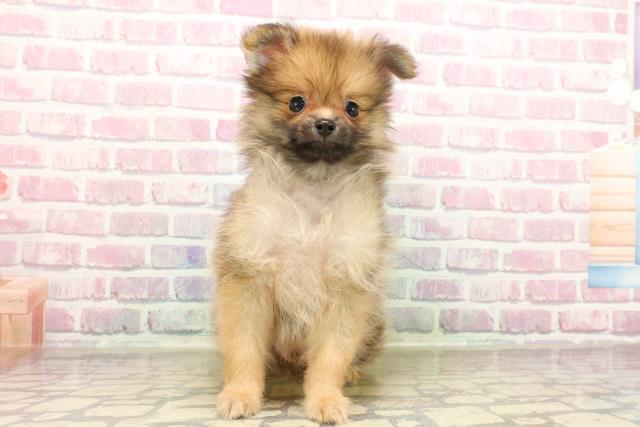 千葉県のポメラニアン (Coo&RIKU流山店/2025年7月25日生まれ/男の子/オレンジセーブル)の子犬の1枚目の画像