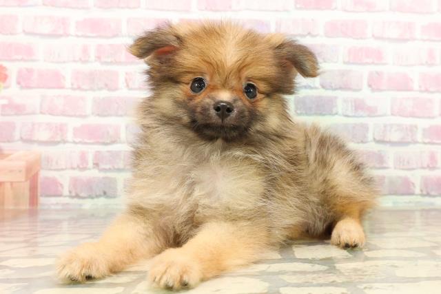 千葉県のポメラニアン (Coo&RIKU流山店/2025年7月25日生まれ/男の子/オレンジセーブル)の子犬の2枚目の画像