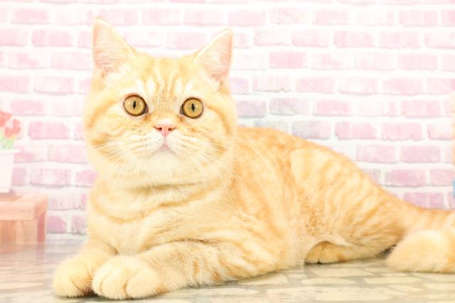 茨城県のスコティッシュフォールド (Coo&RIKU牛久店/2025年5月2日生まれ/男の子/レッドタビー)の子猫の2枚目の画像