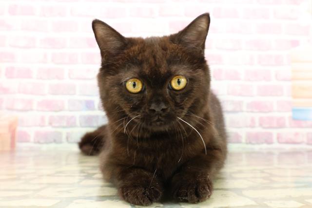 茨城県のスコティッシュフォールド (Coo&RIKU石岡店/2025年5月9日生まれ/男の子/ブラック)の子猫の1枚目の画像