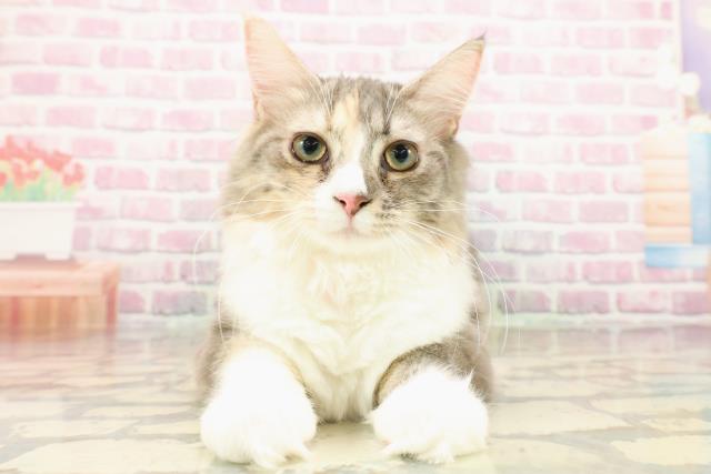 千葉県のノルウェージャンフォレストキャット (Coo&RIKU流山店/2025年3月9日生まれ/女の子/ブルーパッチドタビーホワイト)の子猫の1枚目の画像