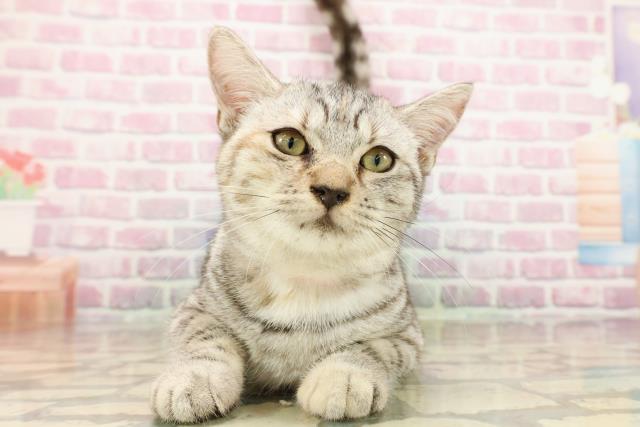 東京都のマンチカン (Coo&RIKU府中店/2025年5月11日生まれ/女の子/シルバータビー)の子猫の1枚目の画像