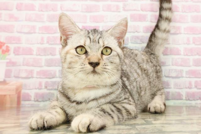 東京都のマンチカン (Coo&RIKU府中店/2025年5月11日生まれ/女の子/シルバータビー)の子猫の2枚目の画像