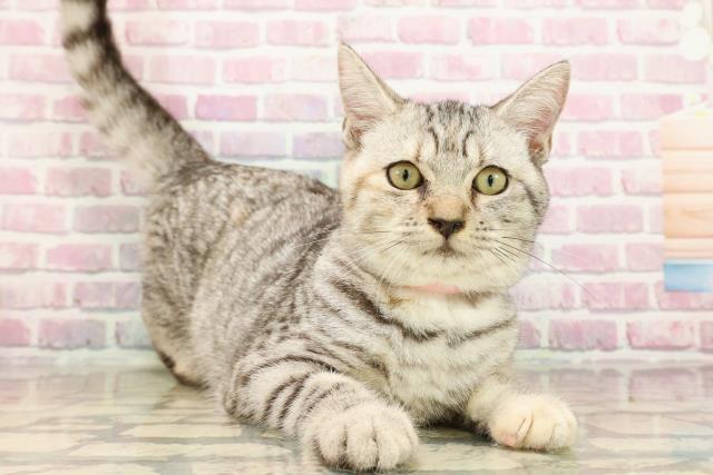 東京都のマンチカン (Coo&RIKU府中店/2025年5月11日生まれ/女の子/シルバータビー)の子猫の3枚目の画像