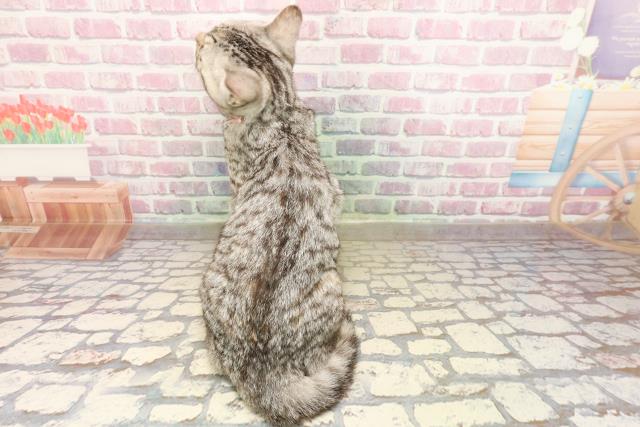東京都のマンチカン (Coo&RIKU府中店/2025年5月11日生まれ/女の子/シルバータビー)の子猫の4枚目の画像