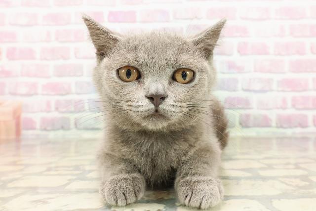 埼玉県のブリティッシュショートヘアー (Coo&RIKU熊谷ニットーモール店/2025年5月21日生まれ/男の子/ブルー)の子猫の1枚目の画像