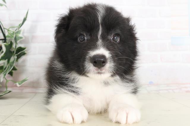 熊本県のボーダーコリー (Coo&RIKU熊本店/2025年7月30日生まれ/男の子/ブラックホワイト)の子犬の1枚目の画像