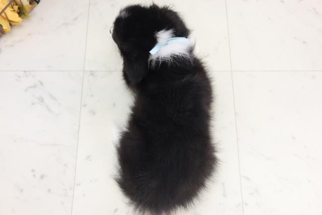 熊本県のボーダーコリー (Coo&RIKU熊本店/2025年7月30日生まれ/男の子/ブラックホワイト)の子犬の4枚目の画像