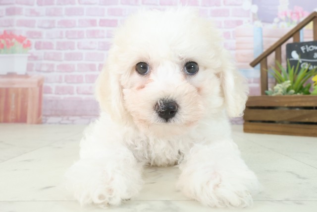 福岡県のビションフリーゼ (Coo&RIKU大牟田店/2025年7月30日生まれ/女の子/ホワイト)の子犬の1枚目の画像