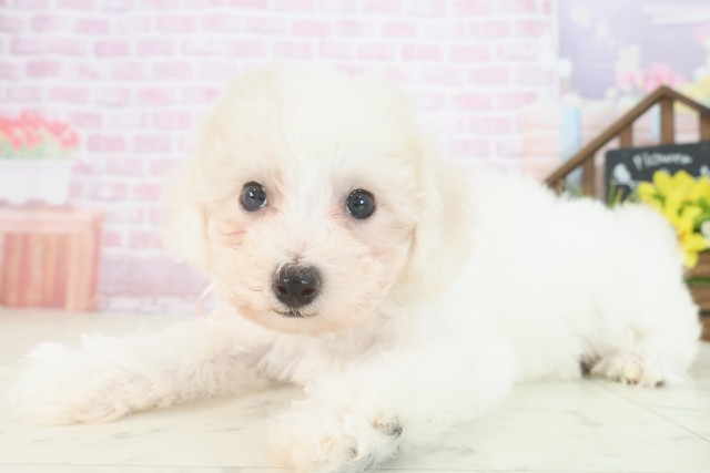 福岡県のビションフリーゼ (Coo&RIKU大牟田店/2025年7月30日生まれ/女の子/ホワイト)の子犬の3枚目の画像