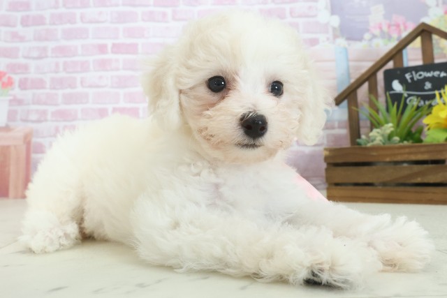 長崎県のビションフリーゼ (Coo&RIKU長崎浜町店/2025年7月30日生まれ/女の子/ホワイト)の子犬の2枚目の画像