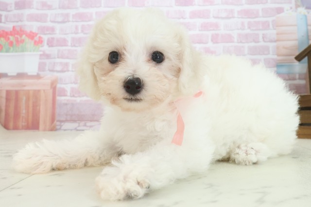長崎県のビションフリーゼ (Coo&RIKU長崎浜町店/2025年7月30日生まれ/女の子/ホワイト)の子犬の3枚目の画像