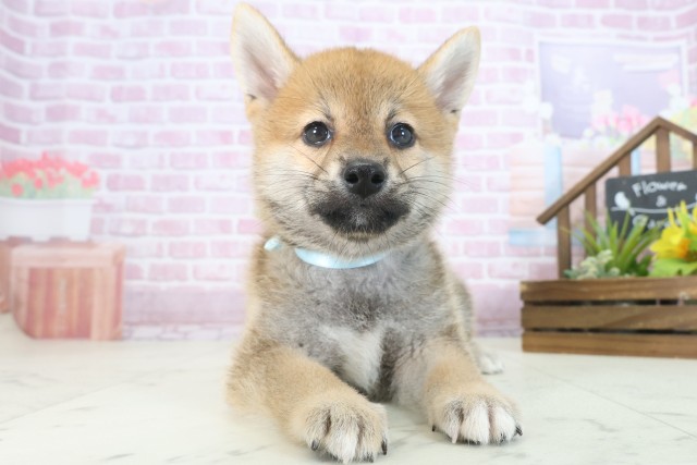 福岡県の柴犬(標準サイズ) (Coo&RIKU小倉店/2025年7月30日生まれ/男の子/赤)の子犬