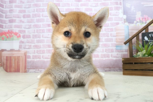 福岡県の柴犬(標準サイズ) (Coo&RIKU福岡東店/2025年7月30日生まれ/女の子/赤)の子犬の1枚目の画像