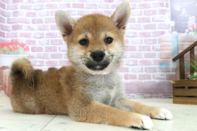 福岡県の柴犬(標準サイズ) (Coo&RIKU福岡東店/2025年7月30日生まれ/女の子/赤)の子犬の2枚目の画像