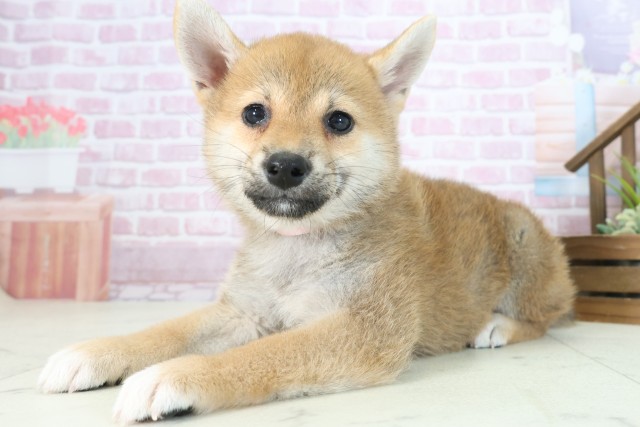 福岡県の柴犬(標準サイズ) (Coo&RIKU福岡東店/2025年7月30日生まれ/女の子/赤)の子犬の3枚目の画像