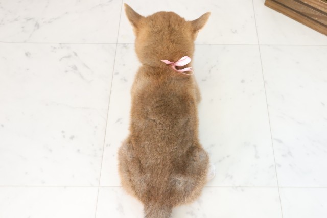 福岡県の柴犬(標準サイズ) (Coo&RIKU福岡東店/2025年7月30日生まれ/女の子/赤)の子犬の4枚目の画像