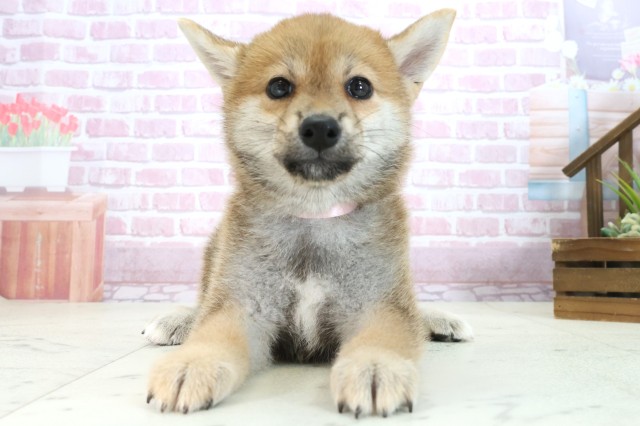 福岡県の柴犬(標準サイズ) (Coo&RIKU筑後店/2025年7月30日生まれ/女の子/赤)の子犬