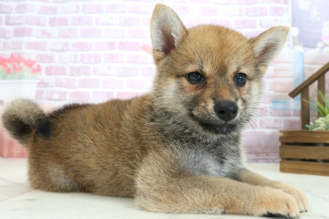 熊本県の柴犬(標準サイズ) (Coo&RIKUカリーノ玉名店/2025年7月30日生まれ/女の子/赤)の子犬の2枚目の画像