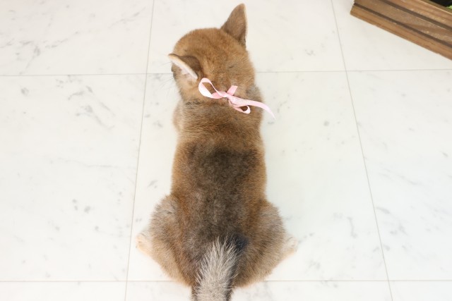 熊本県の柴犬(標準サイズ) (Coo&RIKUカリーノ玉名店/2025年7月30日生まれ/女の子/赤)の子犬の4枚目の画像