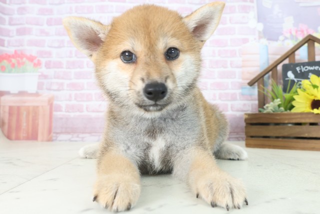 鹿児島県の柴犬(標準サイズ) (Coo&RIKU鹿児島店/2025年7月30日生まれ/女の子/赤)の子犬の1枚目の画像
