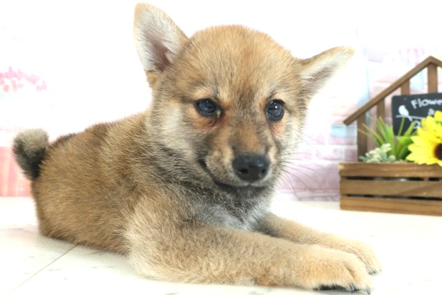 鹿児島県の柴犬(標準サイズ) (Coo&RIKU鹿児島店/2025年7月30日生まれ/女の子/赤)の子犬の2枚目の画像