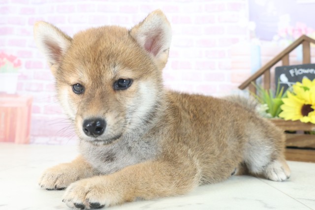 鹿児島県の柴犬(標準サイズ) (Coo&RIKU鹿児島店/2025年7月30日生まれ/女の子/赤)の子犬の3枚目の画像