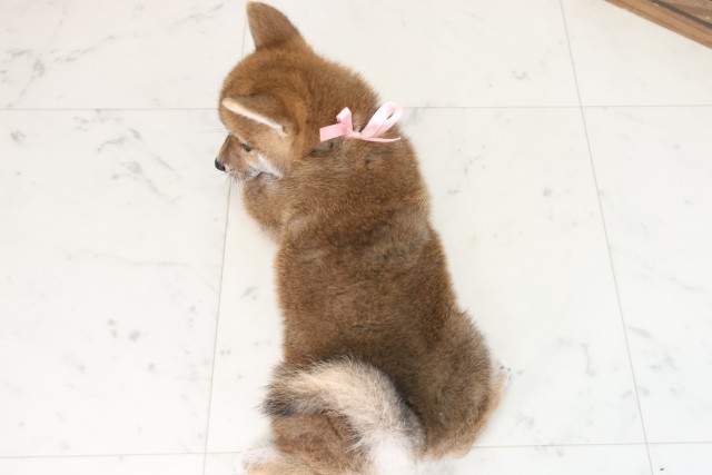 鹿児島県の柴犬(標準サイズ) (Coo&RIKU鹿児島店/2025年7月30日生まれ/女の子/赤)の子犬の4枚目の画像