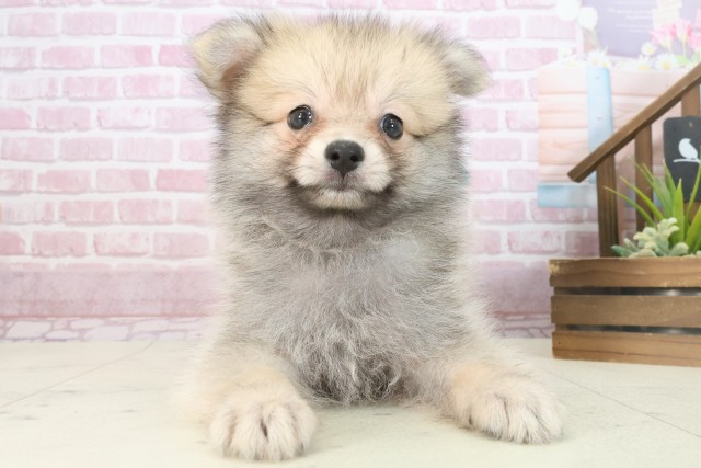 福岡県のポメラニアン (Coo&RIKU大牟田店/2025年7月30日生まれ/男の子/ウルフセーブル)の子犬の1枚目の画像